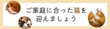 ご家庭に合った猫を迎えましょう